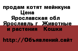 продам котят мейнкуна › Цена ­ 13 000 - Ярославская обл., Ярославль г. Животные и растения » Кошки   